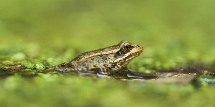 AI detects sound of frog species threatened in Southern California